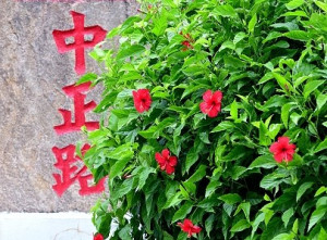 　朱槿花朵火紅鮮豔，與紅色刻字的路牌景觀石相映成趣，提升街景美觀。（圖／文：陳其敏）