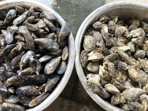 中秋到,台灣掀報復性烤肉風,馬祖海鮮雙寶淡菜及生蠔也順勢大熱賣。(圖/文:陳鵬雄)