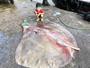 　比人還大。（圖與文：陳鵬雄）