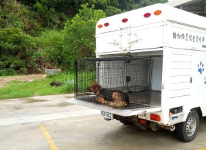日前傳出犬隻追車等攻擊行為,產發處前往抓捕收容,並呼籲飼主善盡飼養責任。(圖:產發處)
