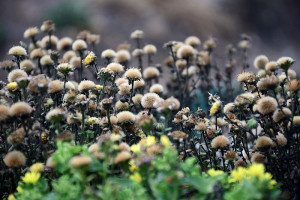 　東引海濱地帶的東北季風逐漸增強，狗娃花相繼枯萎乾燥，褐色頭狀花序，一叢一叢排列海岸山坡，頗有幾分玲瓏可愛。（圖／文：陳其敏）