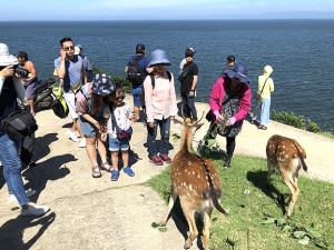　大坵梅花鹿生態已是縣內重要觀光資源，縣府1日召開112年第三季大坵島整體規劃及經費研商會議管控各項工作進度。（圖：本報資料室）