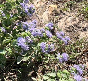 灰葉蕕。（圖與文：林冰芳）