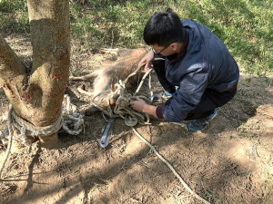 大坵梅花鹿遭繩索纏繞,產發處急派團隊前往清除搶救。(圖:縣府產發處)