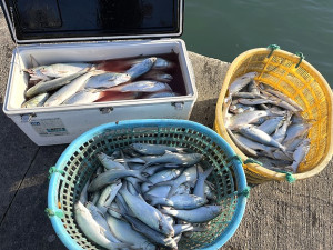 　午魚還在。（圖與文：陳鵬雄）