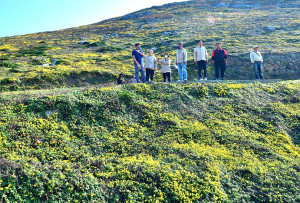 　西引島后澳、清水澳一帶，油菊花從山頂蔓延到山腳，景觀浪漫且磅礡。（圖／文：陳其敏）