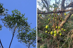 苦楝成熟結果期,果實小巧可愛卻具毒性切勿食用。(圖/文:林冰芳)