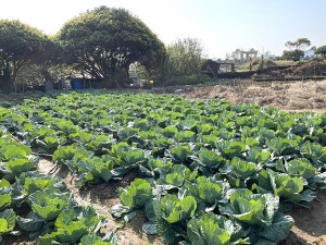 　馬祖本地產高麗菜因品質較好，雖然目前市價較台灣進口高一點，但市場接受度仍高。（圖／文：陳鵬雄）