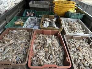 浪大水混的天氣終於出現,橋仔漁民捕獲今年首批較大量蝦蛄。(圖:漁民提供)