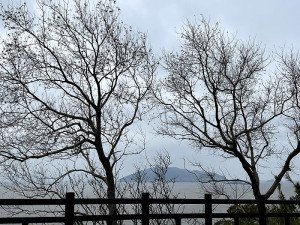 蕭瑟也是景。（圖與文：陳鵬雄）