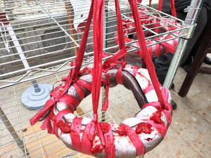 封鰻。(圖:陳其平)