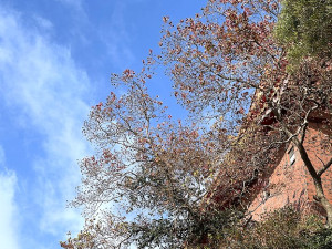 　烏桕紅了。（圖與文：陳鵬雄）