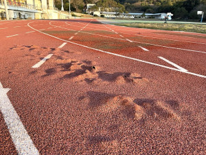 　疑似溫差過大，塘岐運動場PU跑道一夜之間發生多處隆起破裂現象。（圖／文：陳鵬雄）