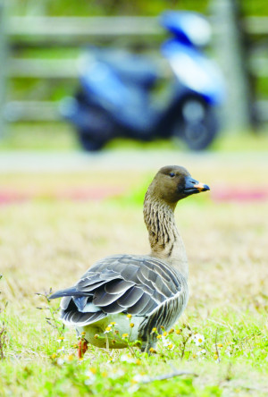 東引東湧運動公園再次看見凍原豆雁,長時間在草地上踱步覓食,只是少了伴,有點孤單。(圖/文:陳其敏)