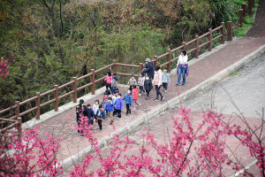 　介壽國中小幼兒園藍天班、太陽班師生一行17日戶外教學，體驗當下最夯的春日賞櫻之旅，學童們對盛開的櫻花都直呼好漂亮。（圖／文：曹重偉）