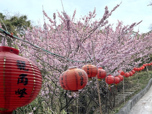 　祈夢櫻花步道。（圖與文：陳鵬雄）