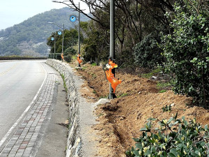 　今年植樹節中澳口至白沙道路內側預劃栽種600株海桐樹。（圖／文：陳鵬雄）