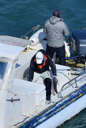 　冷氣團減弱，風浪變小，東引地區動力小船陸續出港釣鱸魚，追逐當季鮮美及樂趣。（圖／文：陳其敏）