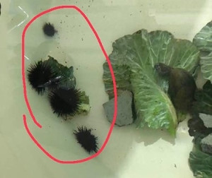 海大馬祖校區水產實驗室養殖池內的海膽進食高麗菜外葉。(圖:海大馬祖校區)