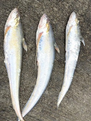 長江刀魚　馬祖現蹤。（圖與文：陳鵬雄）