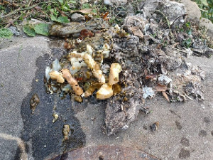 地區污水下水道常清出堆積物如油脂、殘渣、廚餘、垃圾等異物造成堵塞,連江縣環資局呼籲鄉親正確使用污水下水道。(圖:連江縣環資局)