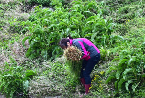 　又到採摘野蔥時節！東引指揮部特別規劃3月23、24日下午時段開放部分營區據點讓民眾採摘野蔥。（圖：資料照片）