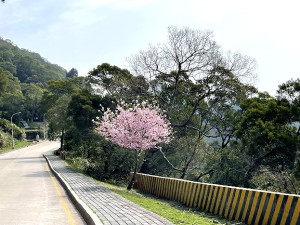 　萬綠叢中一點紅。（圖／文：陳鵬雄）
