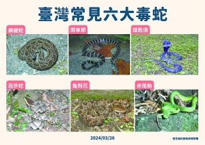 清明連假期間,衛生局提醒民眾如至野外山區掃墓,請先做好防護措施,避免遭毒蛇咬傷。(圖:疾病管制署)