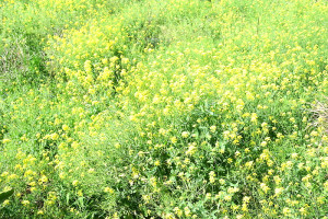 　春天來臨，在山野、田地裡的油菜花紛紛開花，大片黃色花朵讓人賞心悅目，由於花期在清明節左右近尾聲，有興趣的民眾可要把握時間。（圖／文：曹重偉）