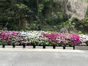 時序進入4月,往年讓旅客驚艷的杜鵑花,近期開始恣意綻放,有白、有紅、有粉紅,花朵茂盛豔麗,歡迎鄉親旅客抽空前往欣賞。(圖/文:曹重偉)