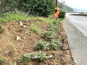 　今年3月在白沙往中澳口濱海道路旁種下海桐樹苗存活率近百分百。（圖／文：陳鵬雄）