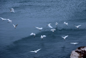 　來到候鳥北返的季節，東引島又迎來成千上萬的野鳥過境，其中數量最龐大與顯眼的是白色鷺鷥。（圖／文：陳其敏）