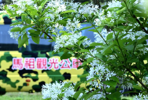 　有「4月雪」之稱的流蘇花進入開花期，茂密的小花潔白似雪，美不勝收。（圖／文：陳其敏）