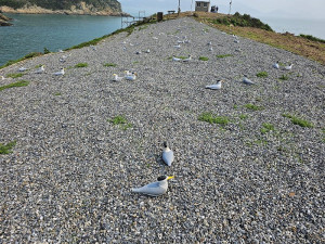 產發處完成鐵尖島棲地整理、假鳥佈放