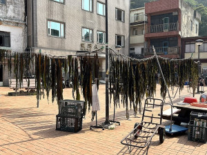 時序入春,地區養殖戶去年底掛養的裙帶菜陸續進入採收期,除了以原狀供應新鮮市場外,部份養殖戶以曬乾方式保存販售。(圖/文:曹重偉)
