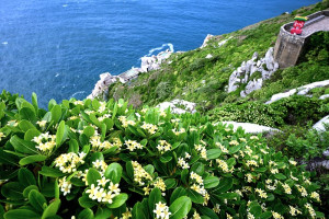東引海桐花綻放　展現北境島嶼獨特生態之美