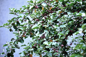 　椬梧樹的成熟果實，橙紅色帶銀白斑點，玲瓏可愛，在馬祖物質缺乏的時代，是小孩解饞的野果來源之一。（圖／文：陳其敏）