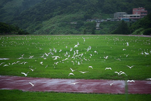鋒面南下　東引迎來上千隻白鷺鷥過境