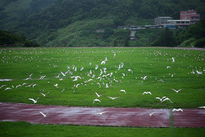 　鋒面南下，東引迎來眾多白鷺鷥鳥過境，偌大的東湧運動公園成了最好落腳處，場面壯觀。（圖／文：陳其敏）