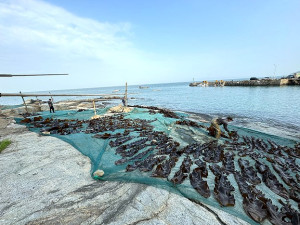 橋仔漁民養殖海帶進入採收尾聲