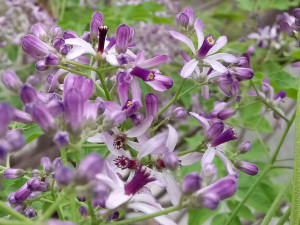 苦楝花