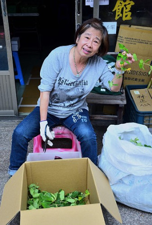 　時值金銀花盛開季節，東引民眾紛紛到野外採摘，剪裁曬乾後，拿來熬煮成養生涼茶。（圖／文：陳其敏）