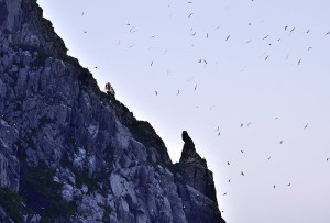 數百隻黑尾鷗飛臨東引築巢孵卵