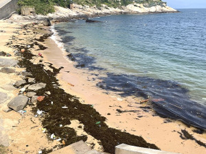 芹壁、橋仔南面澳口罕見聚集大量銅藻　清潔人員利用退潮清理
