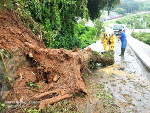 連日大雨　青帆村路樹倒塌　公所派人清理恢復通行