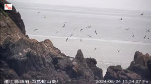 西莒蛇山、北竿燕鷗生態區陸續發現燕鷗蹤影,未來鳥況如何仍有待觀察。(圖:產發處燕鷗實況)