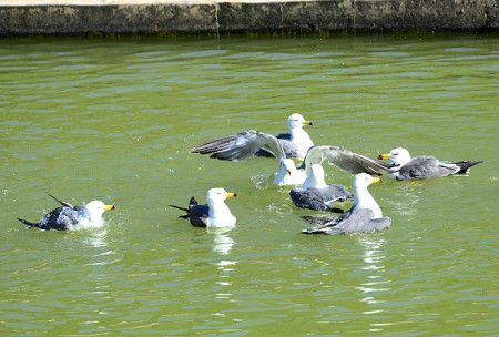 鷗鳥玩水。(圖與文:陳其敏)