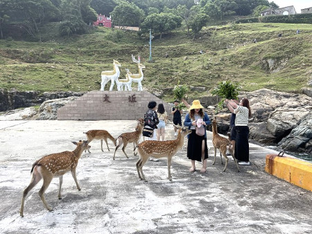 　端午連假第一天，北竿大坵島有近3百位遊客登島與鹿共舞。（圖／文：陳鵬雄）