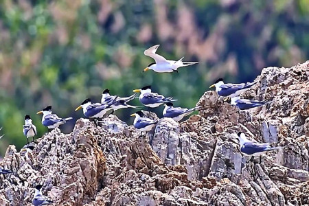 神話之鳥-黑嘴端鳳頭燕鷗西莒蛇山現蹤,愛鳥人士拍下黑嘴端鳳頭燕鷗倩影,讓人為之振奮。(圖:東莒船老大民宿提供)