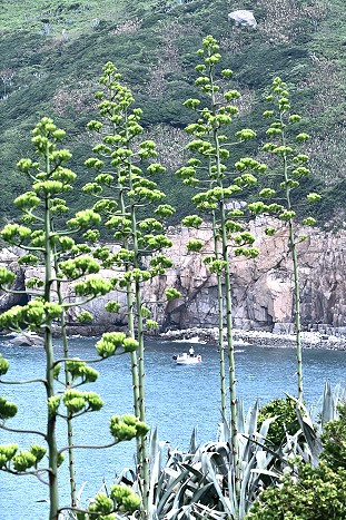 　東引的夏季海岸線，四處可見龍舌蘭、瓊麻花莖頂天立地的雄偉景觀。（圖／文：陳其敏）